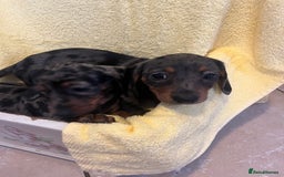 Dachshund dogs for sale: Beautiful dachshunds puppies  - Image 7
