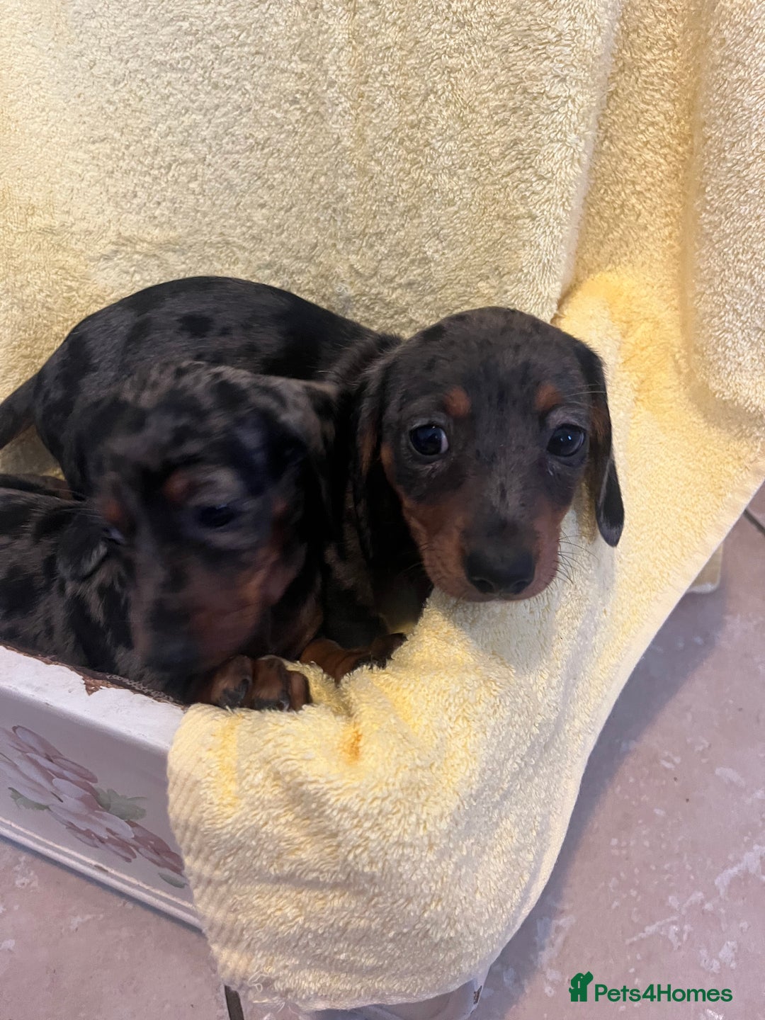 Dachshund dogs for sale: Beautiful dachshunds puppies  - Image 7
