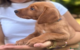 Labrador Retriever dogs for sale: Fox Red Labrador Puppies  - Image 7