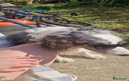 Border Collie dogs for sale: 'Blu' Blue merle border collie male - Image 5