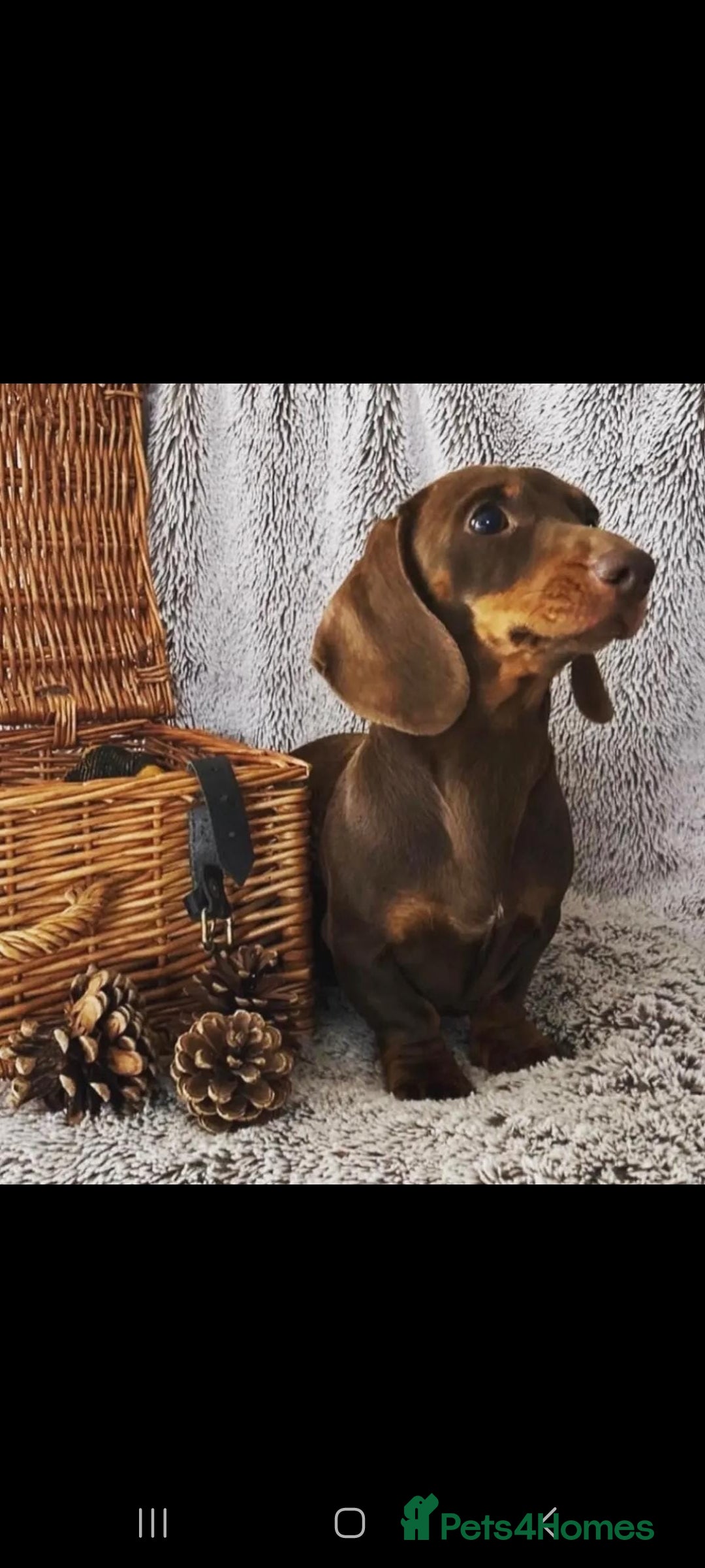 Dachshund dogs for sale: Miniture Silver Dapple Dachshunds - Advert 17