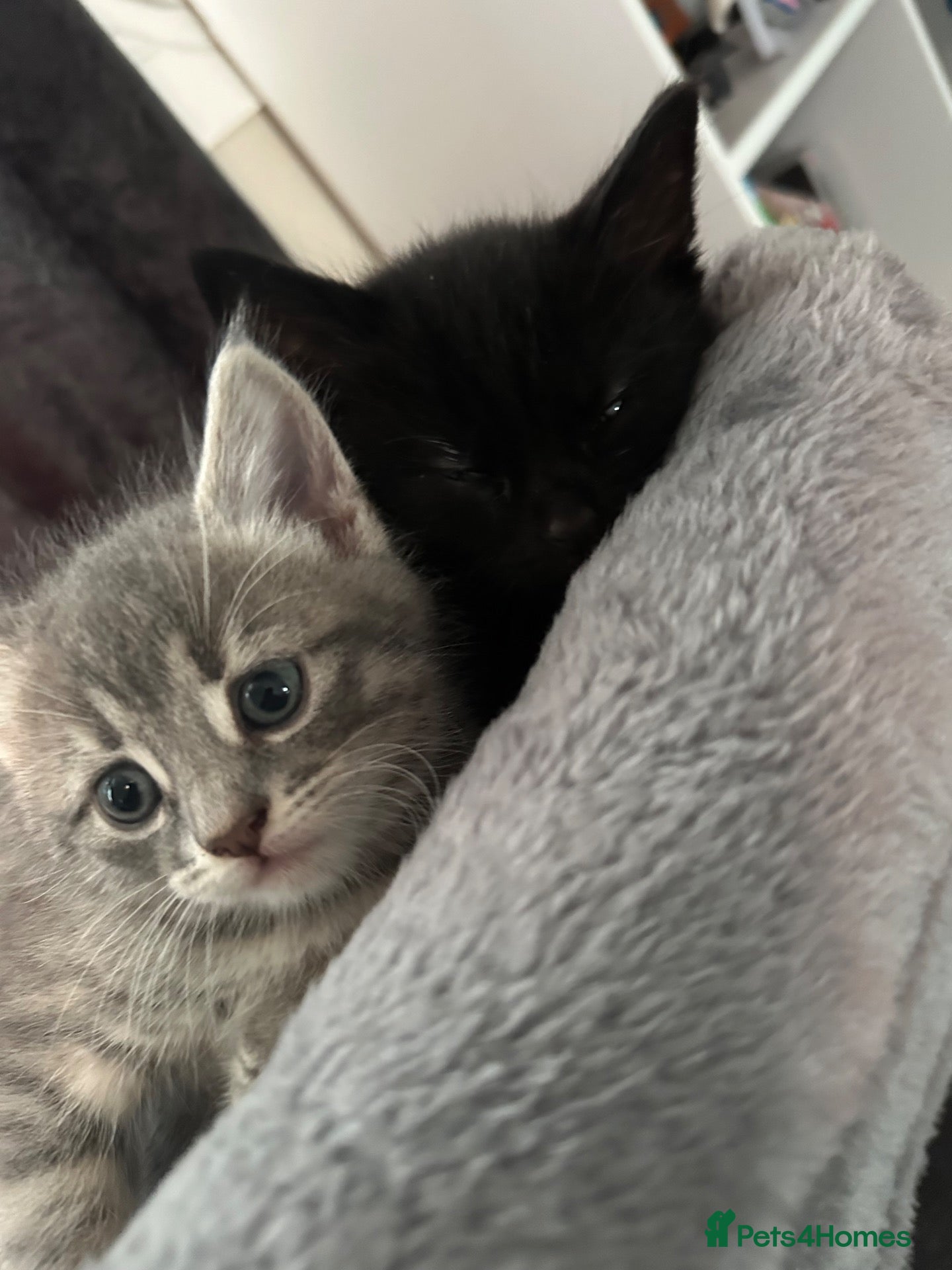 Mixed Breed cats Kittens  - Advert 2