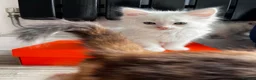 Turkish Angora cats for sale: Turkish Angora Playful Kittens - Advert 5