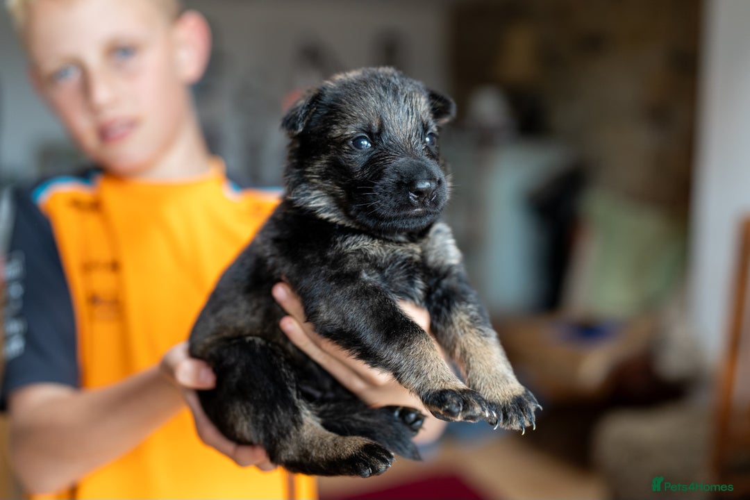 German Shepherd dogs for sale: Exceptionally bred fully heath checked GSD puppies in Bishop Auckland - Image 14
