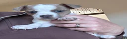Jack Russell dogs for sale: Jack Russell Puppies in York - Advert 8