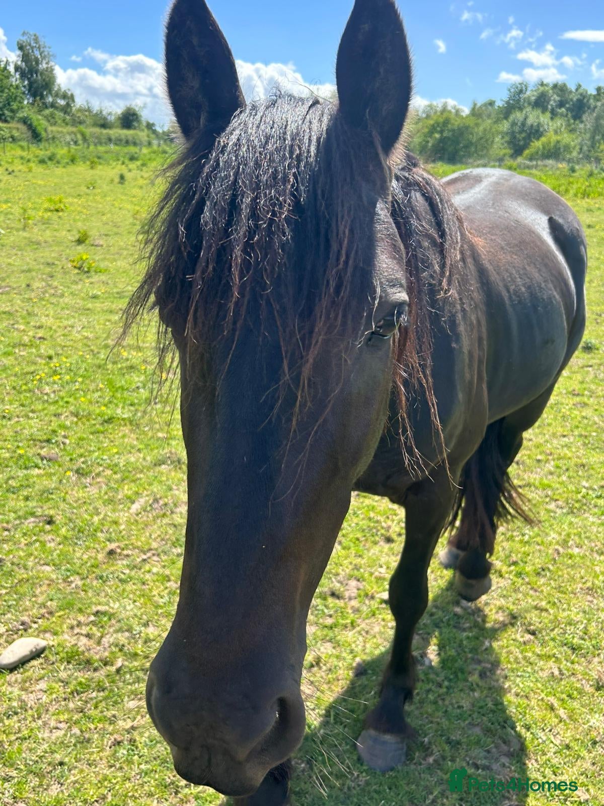 Other Breed horses 3yo black gelding  - Advert 1