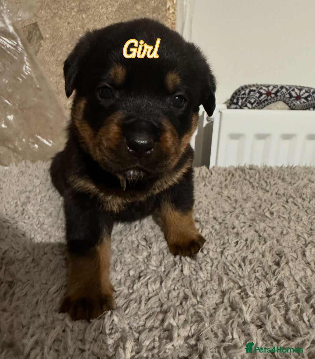 Mixed Breed dogs for sale: Boxweiller Puppies - Advert 13