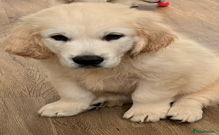 Golden Retriever dogs - Advert 9