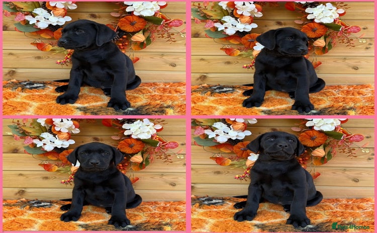 Labrador Retriever dogs - Advert 8