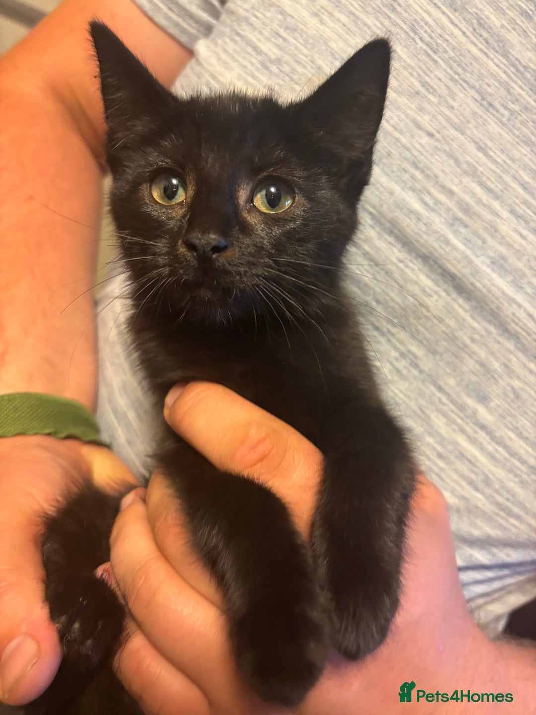Mixed Breed cats for sale: Beautiful kittens  - Image 3