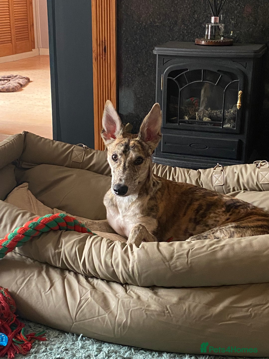 Lurcher dogs for sale: 1 year old Lurcher  - Image 6