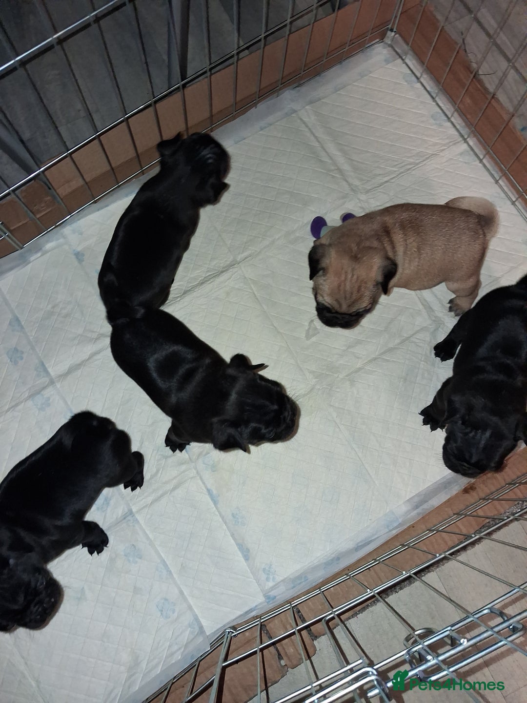 Pug dogs for sale: 5 adorable pug puppies for sale  - Advert 22