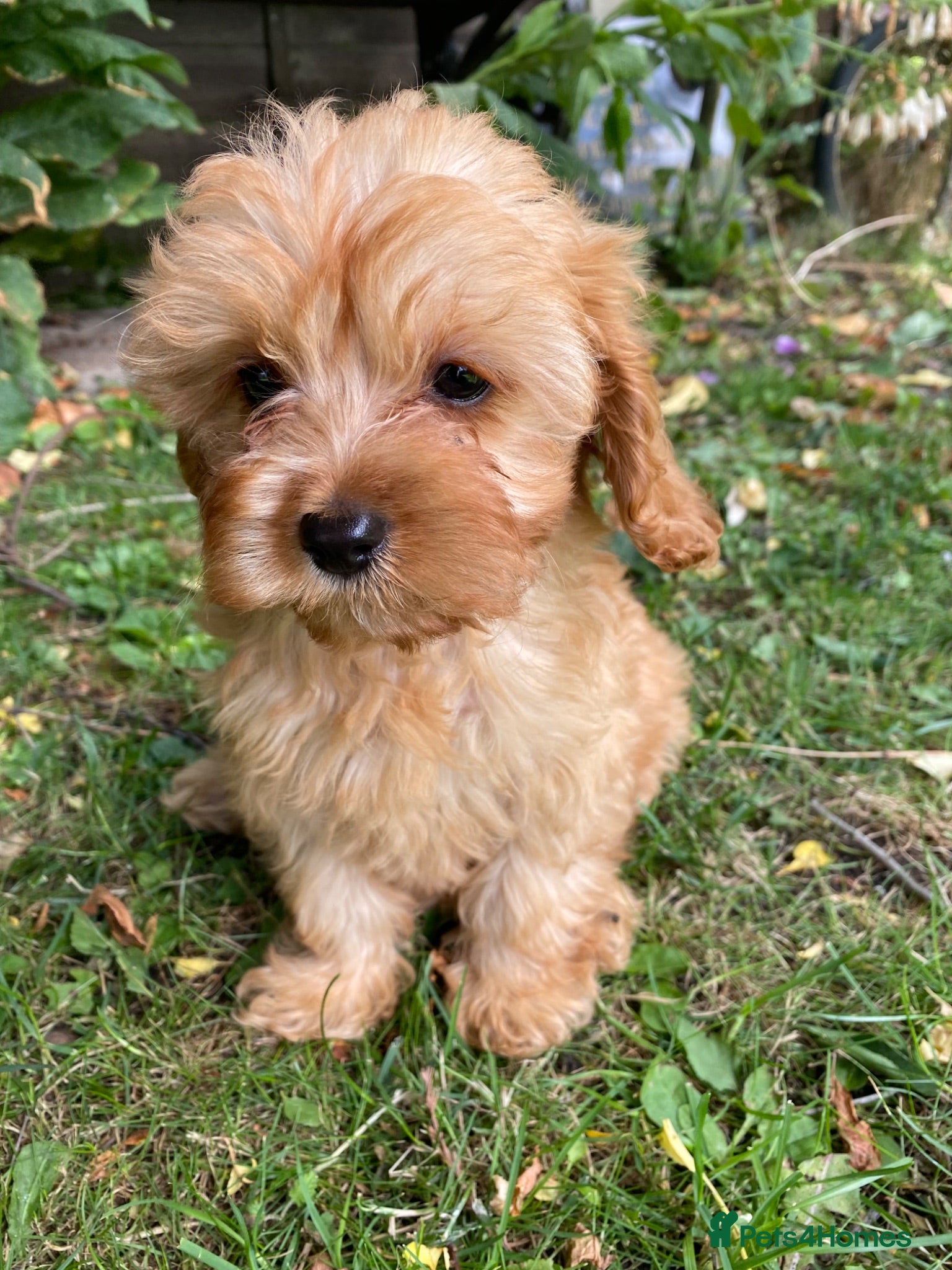 Cavapoo dogs F1 Cavapoo Puppys.Ready now. - Advert 6