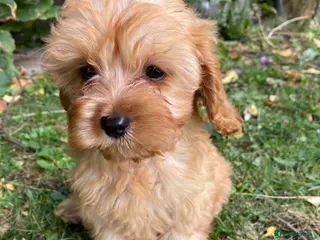 Cavapoo dogs F1 Cavapoo Puppys.Ready now. - Advert 6