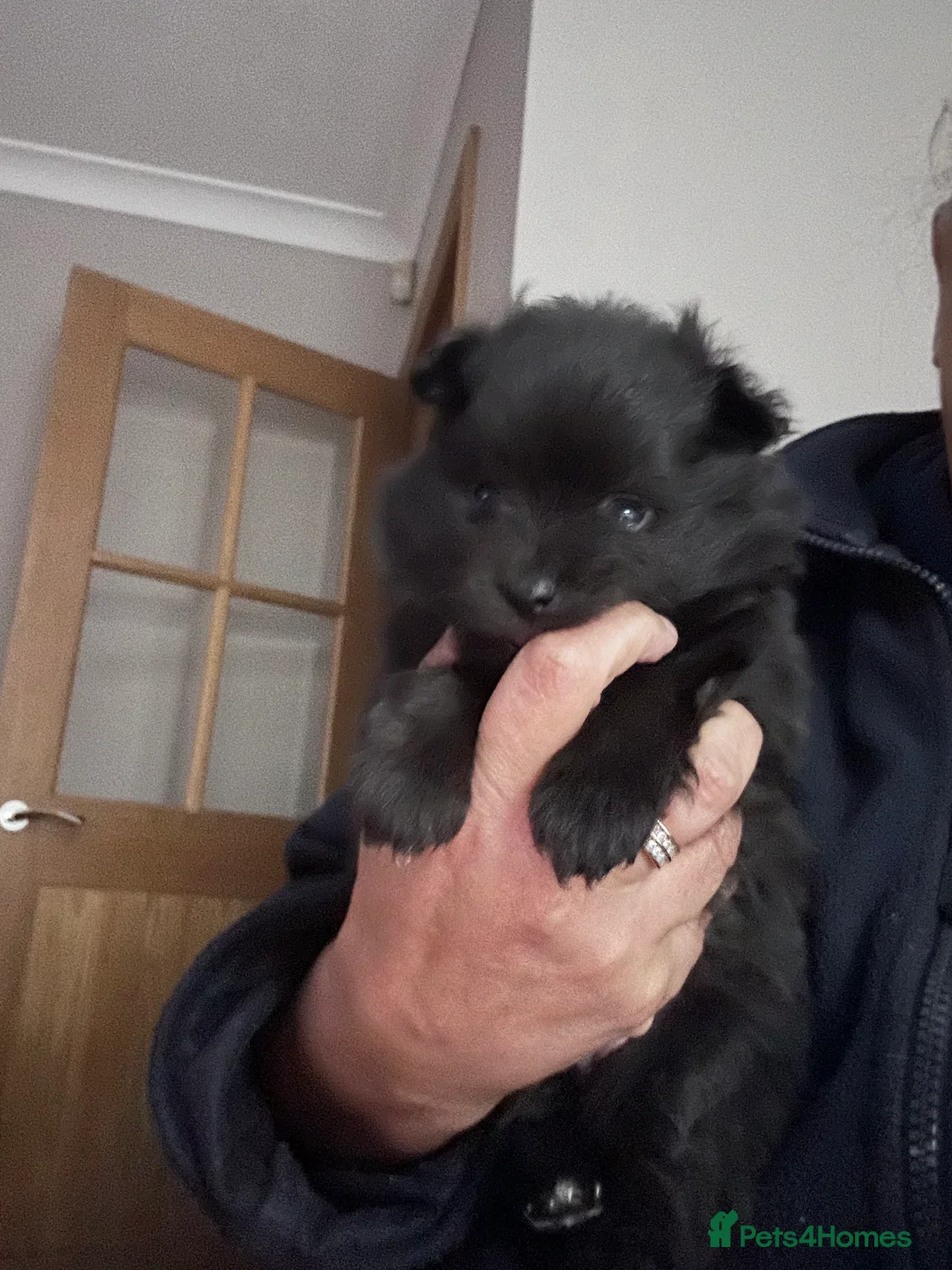 Pomeranian dogs for sale: Beautiful well loved Pomeranians  - Advert 3