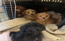 Cavapoo dogs for sale: Cavapoo puppies  - Advert 5