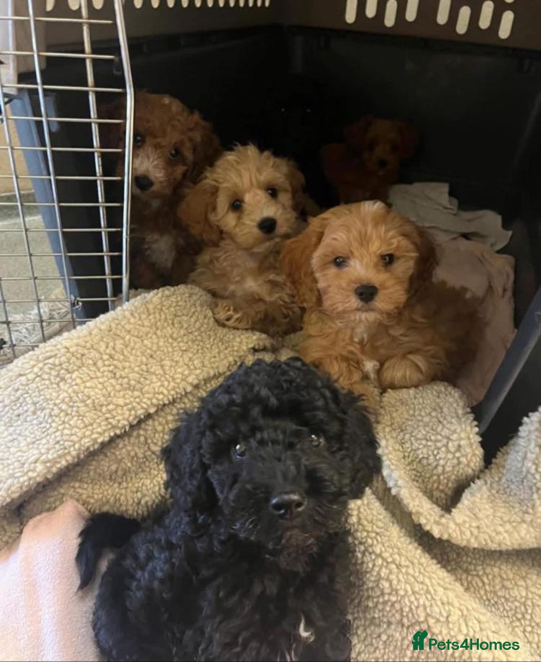 Cavapoo dogs for sale: Cavapoo puppies  - Advert 5