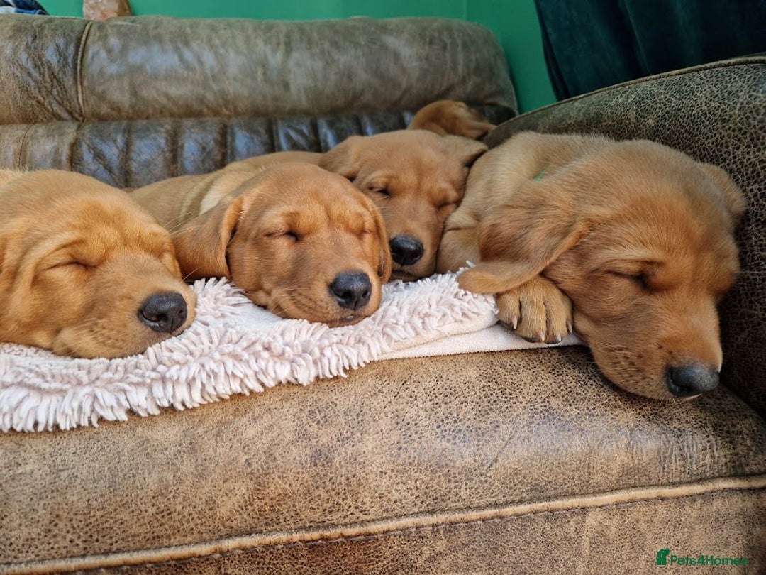 Labrador Retriever dogs for sale: KC Reg Fox-red Lab puppies, working type - Image 22