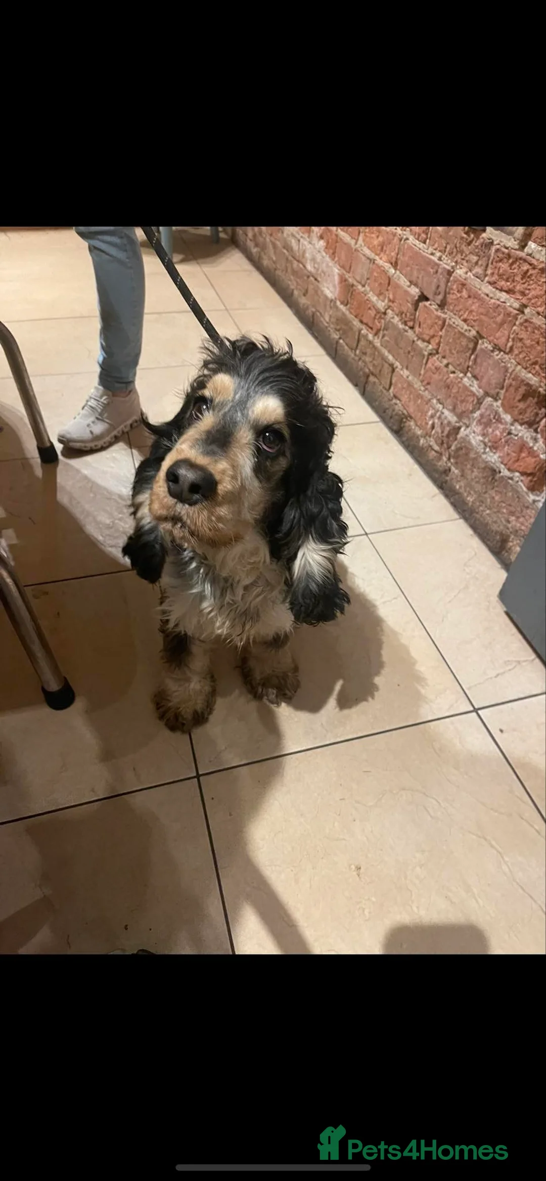 Cocker Spaniel dogs for stud: Blue roan and tan stud  in Doncaster - Advert 3