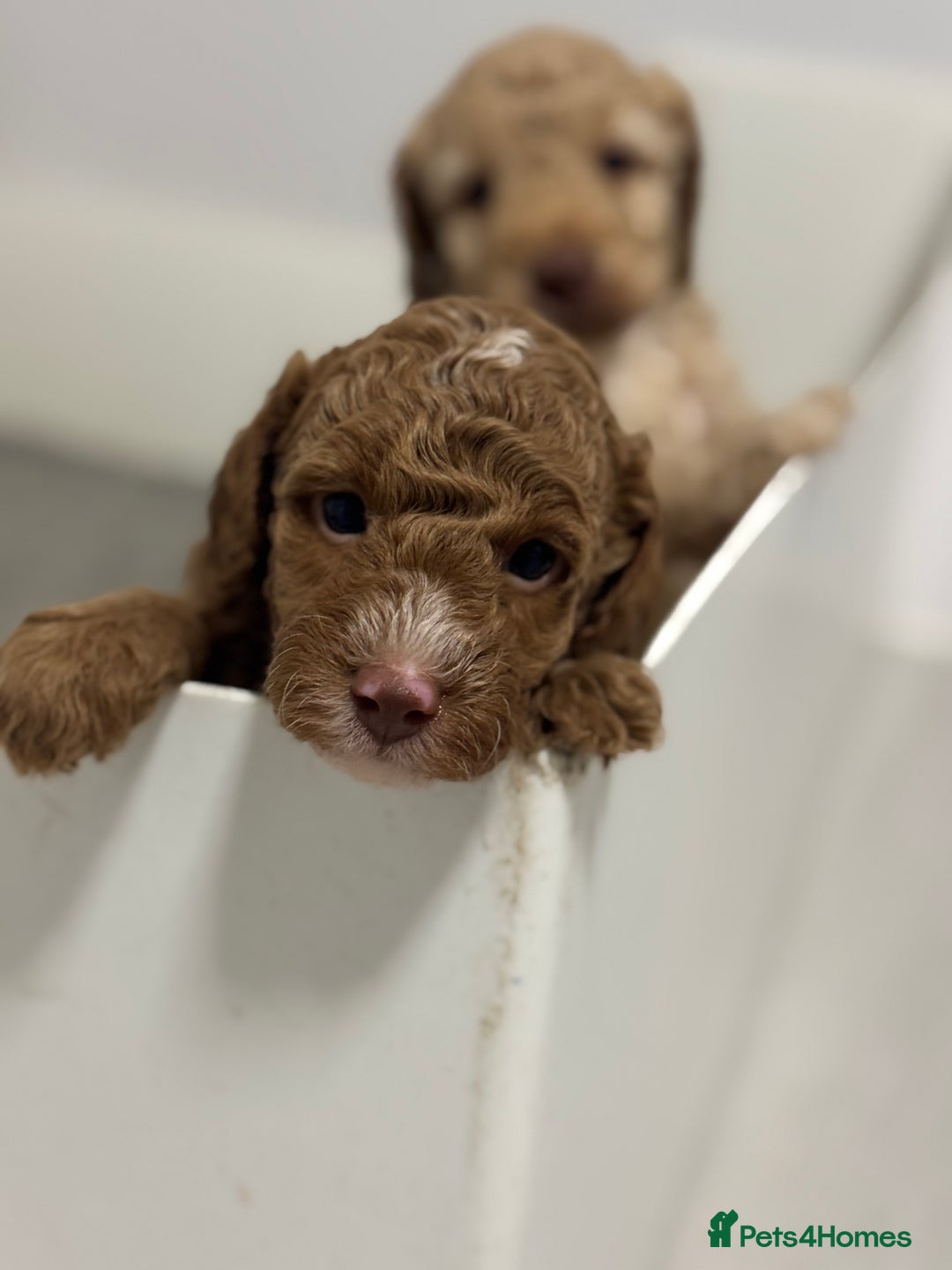 Cavapoochon dogs for sale: Stunning red boy  - Advert 10