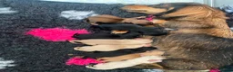 Miniature Dachshund dogs for sale: EXCEPTIONAL KC CREAM & BLACK/CREAM PUPPIES  - Advert 2