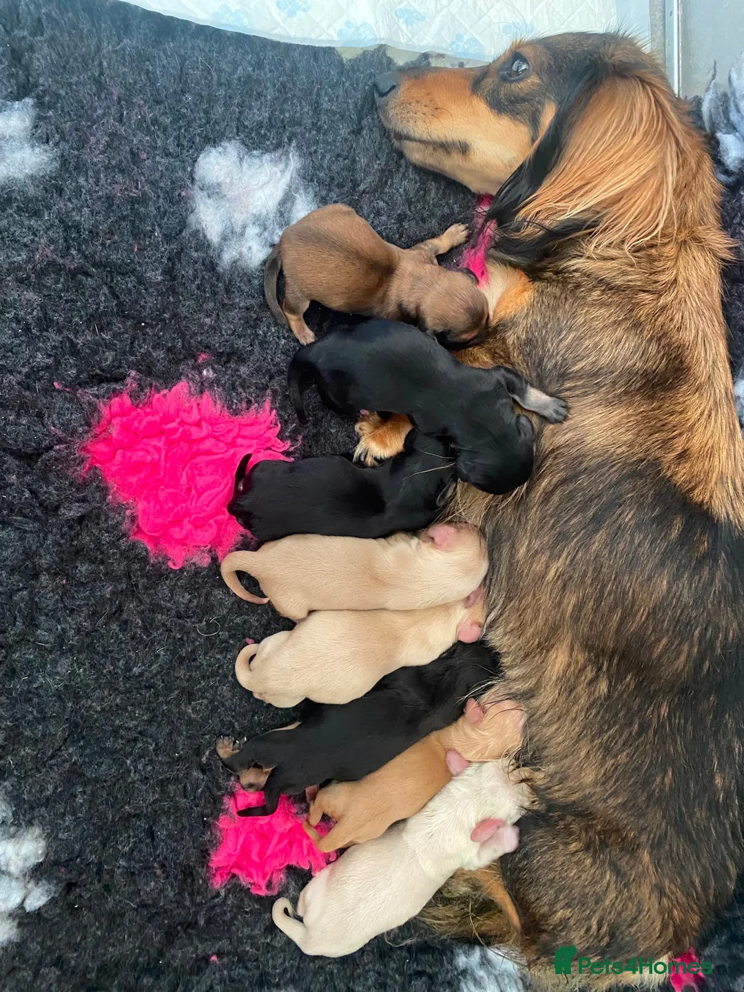 Miniature Dachshund dogs for sale: EXCEPTIONAL KC CREAM & BLACK/CREAM PUPPIES  - Advert 2