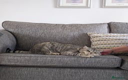 Scottish Fold cats for stud: Stud Available  in Derby - Image 5
