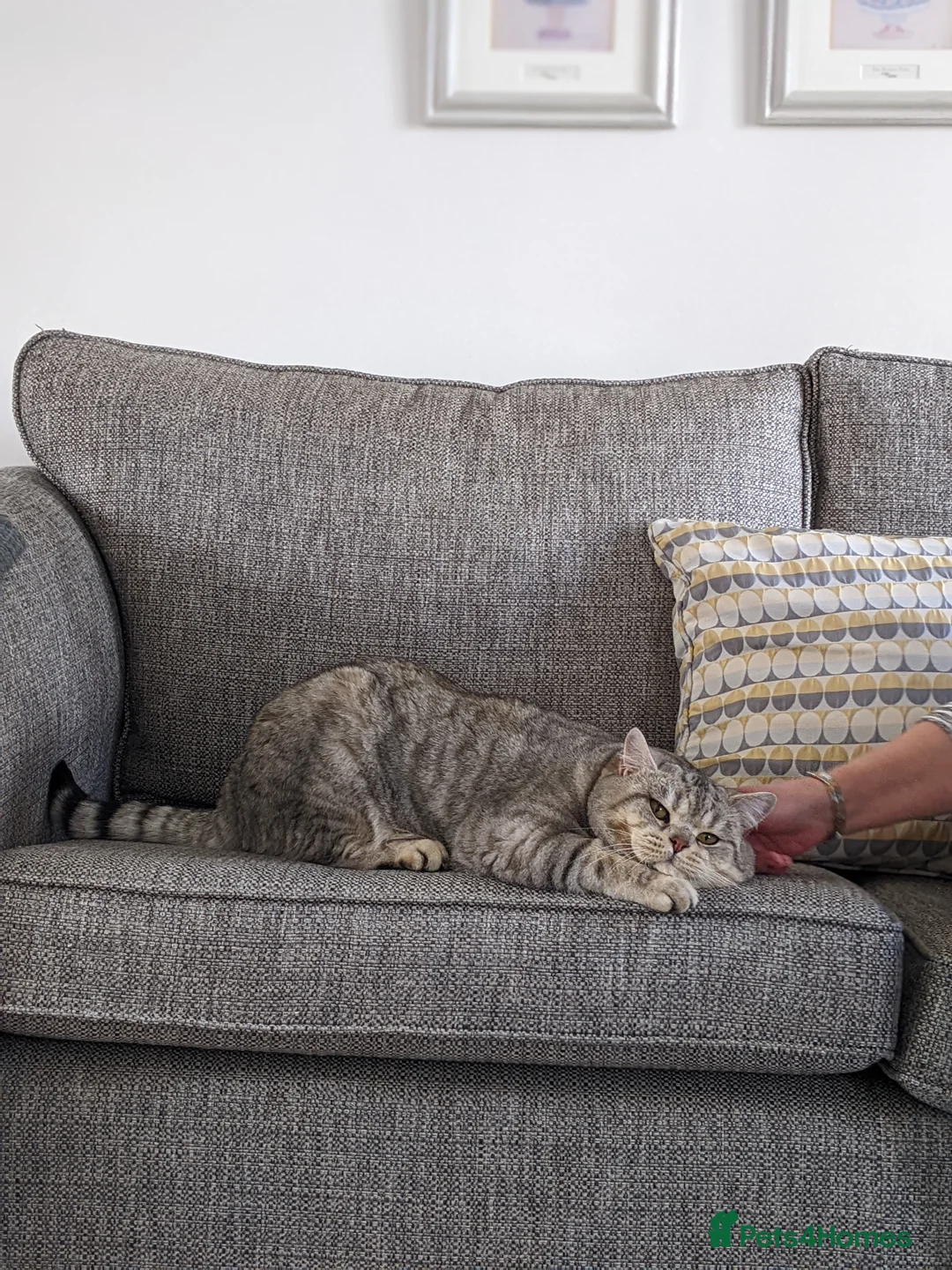 Scottish Fold cats for stud: Stud Available  in Derby - Advert 5