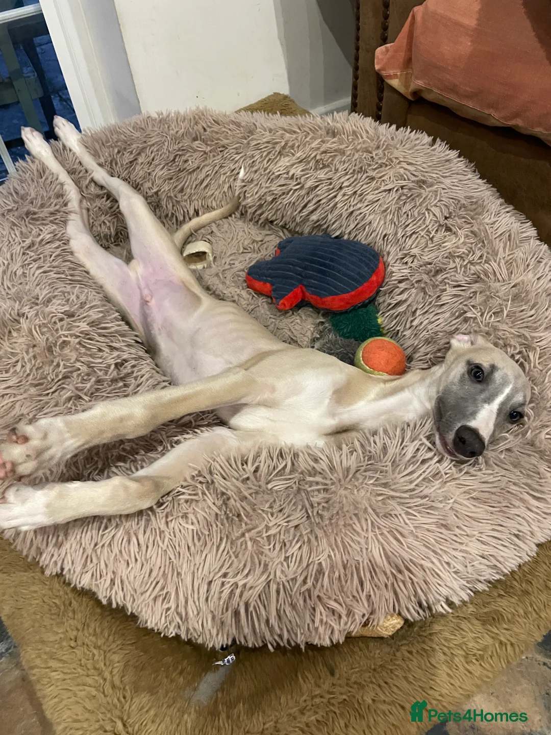 Whippet dogs for sale: Whippet  - Advert 2