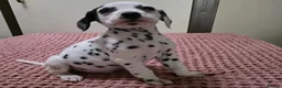 Dalmatian dogs for sale: A Symphony of Spots & Sweetness–Dalmatian Puppies in Oxford - Advert 8