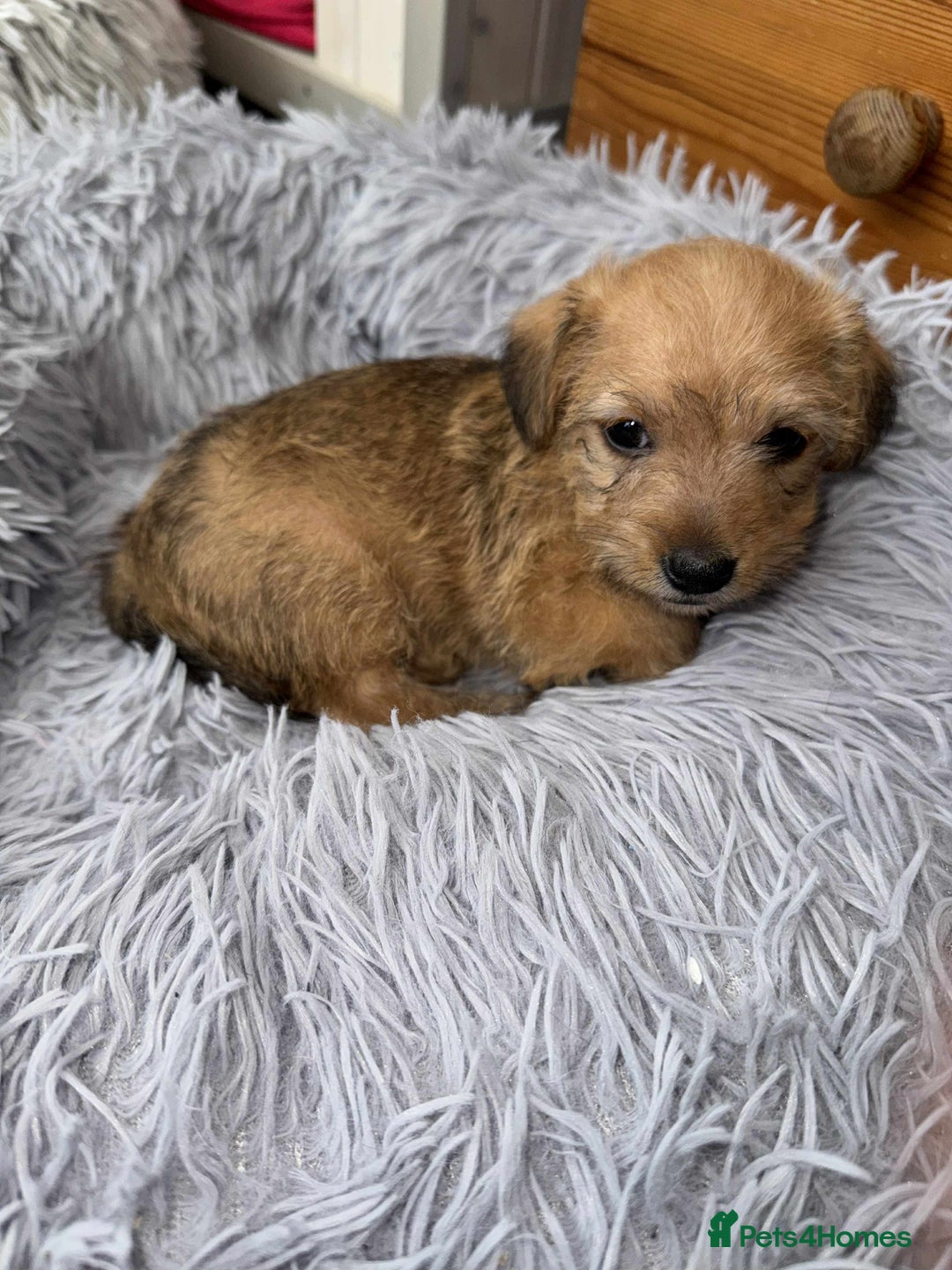 Mixed Breed dogs for sale: Jack Russel x Lucas Terrier Puppies - Image 8