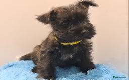 Cairn Terrier dogs for sale: KC Reg, Health tested, 5* licence. Cairns - Image 2