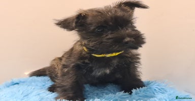 Cairn Terrier dogs - Advert 1