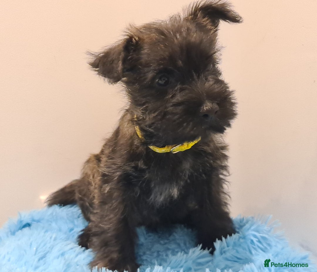 Cairn Terrier dogs for sale: KC Reg, Health tested, 5* licence. Cairns - Image 2
