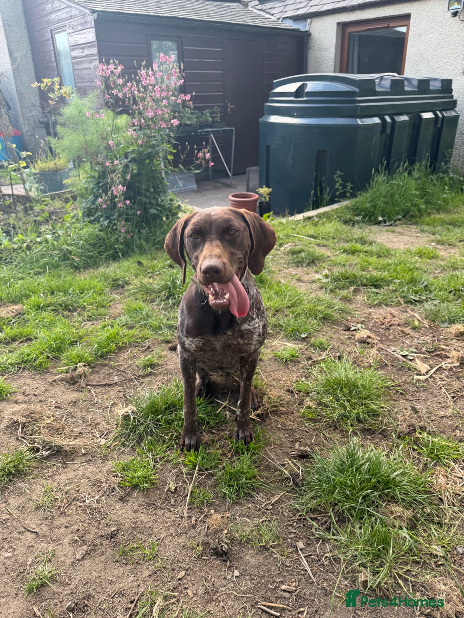 German Shorthaired Pointer dogs Exceptional Young Bitch LovingFamily/ Working Home - Advert 2