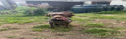 German Shorthaired Pointer dogs for sale: Exceptional Young Dog Loving Family/ Working Home - Advert 3