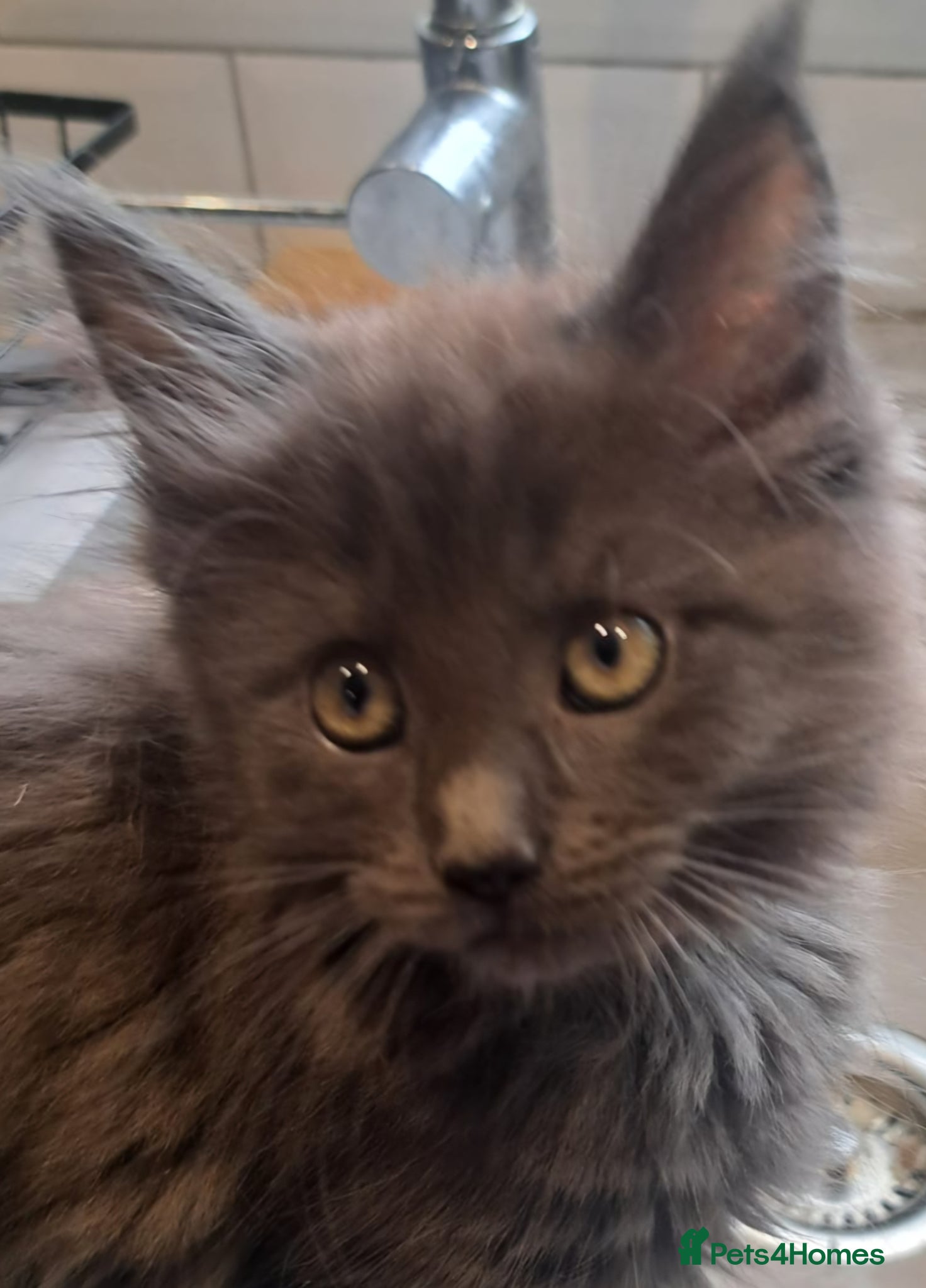 Maine Coon cats NEW PICS GCCF registered Blue  Maine coon litter  - Advert 18