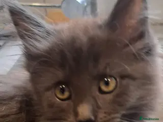 Maine Coon cats NEW PICS GCCF registered Blue Maine coon litter - Advert 18