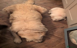 Golden Retriever dogs for sale: ❤️ Superb Litter of Golden Retriever Puppies ❤️ - Image 3