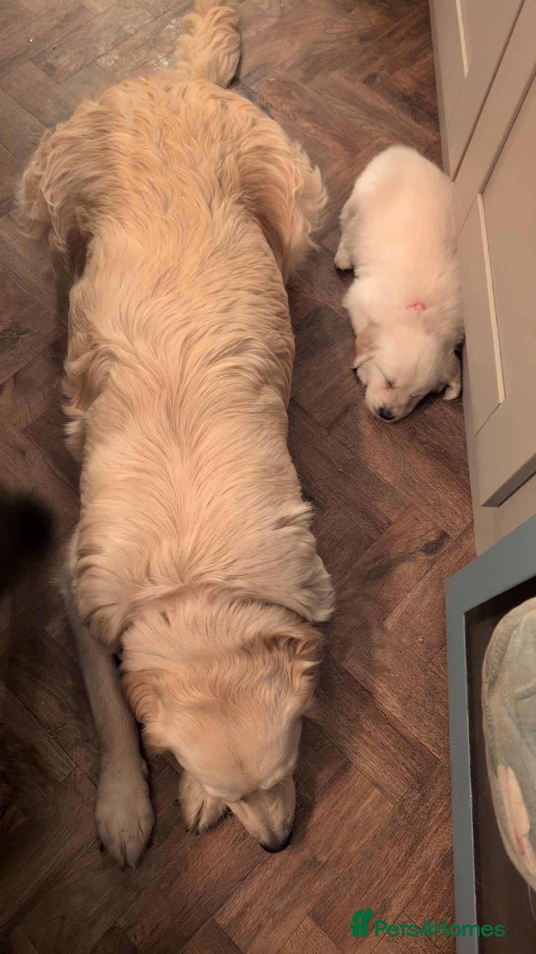 Golden Retriever dogs for sale: ❤️ Superb Litter of Golden Retriever Puppies ❤️ - Image 3