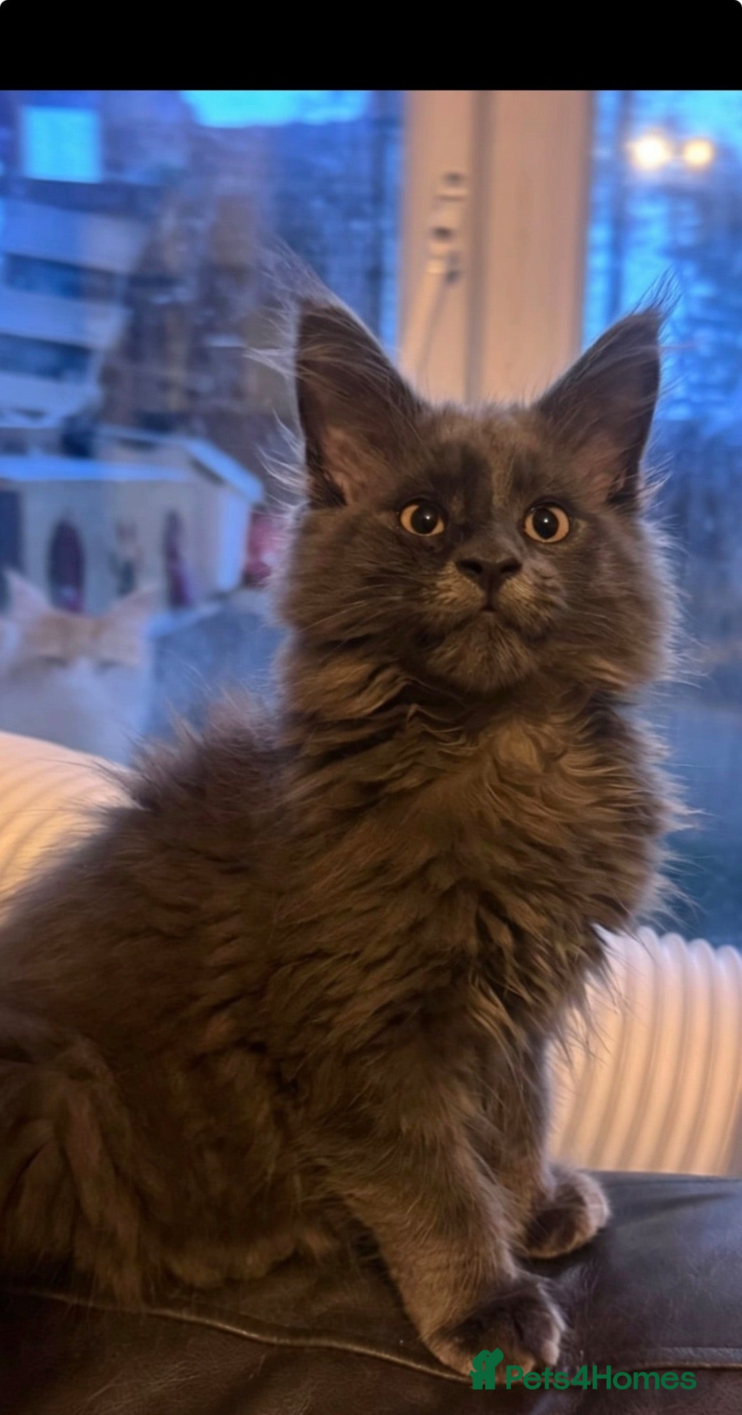 Maine Coon cats TICA registered Blue male ACTIVE  - Advert 2