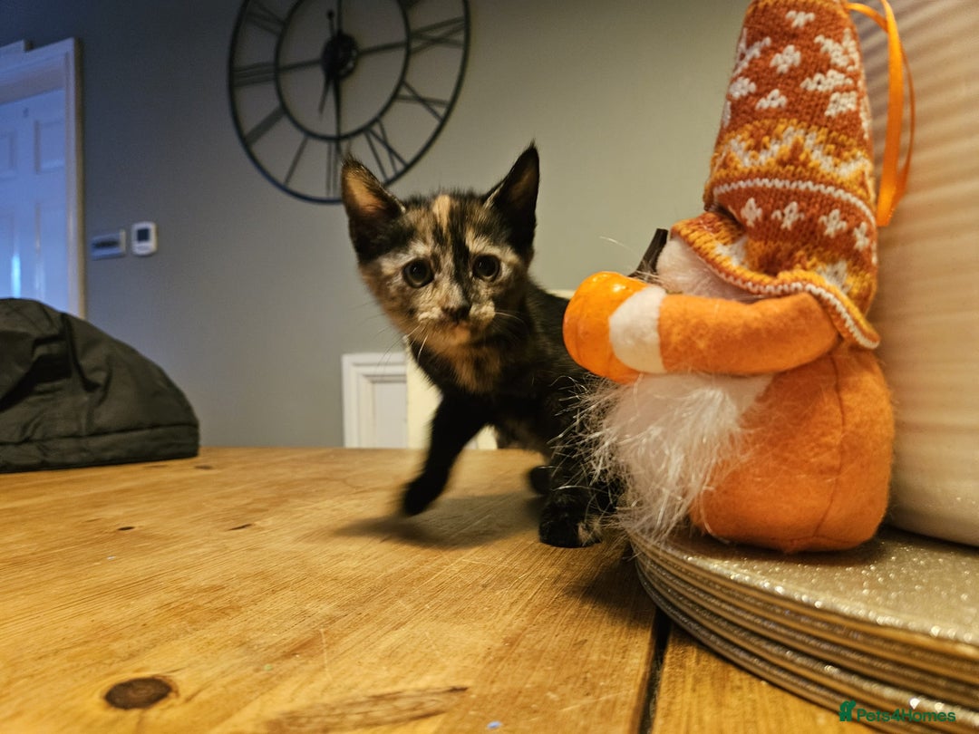Mixed Breed cats for sale: Adorable playful well handled kittens  - Image 4