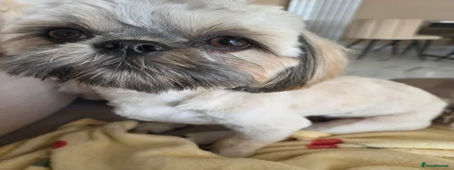 Bobi