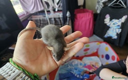 Rat rodents for sale: male and female rats for sale - Image 13