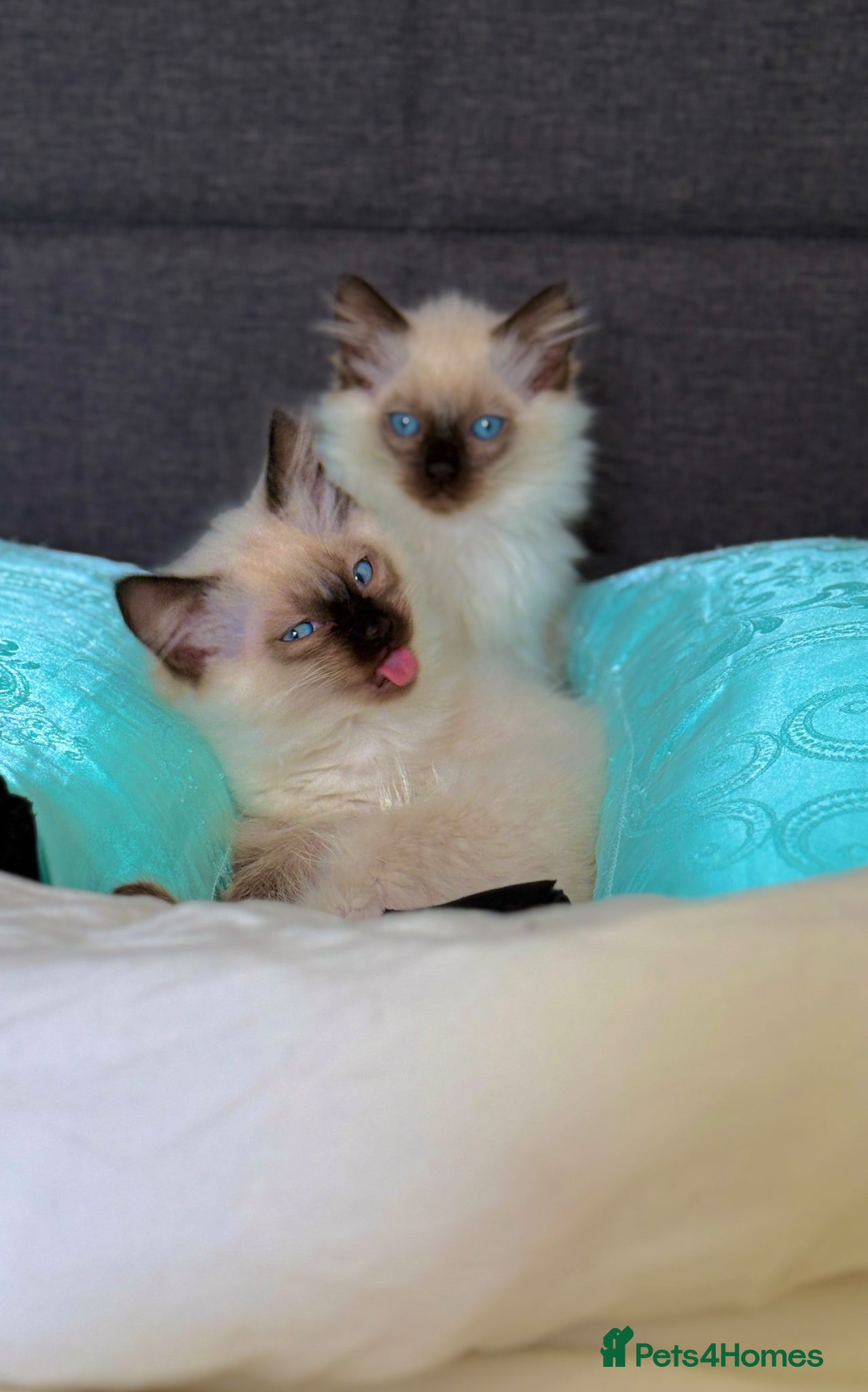 Ragdoll cats Only 2 kittens left 🥹 - Advert 6