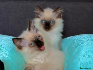 Ragdoll cats Only 2 kittens left 🥹 - Advert 6