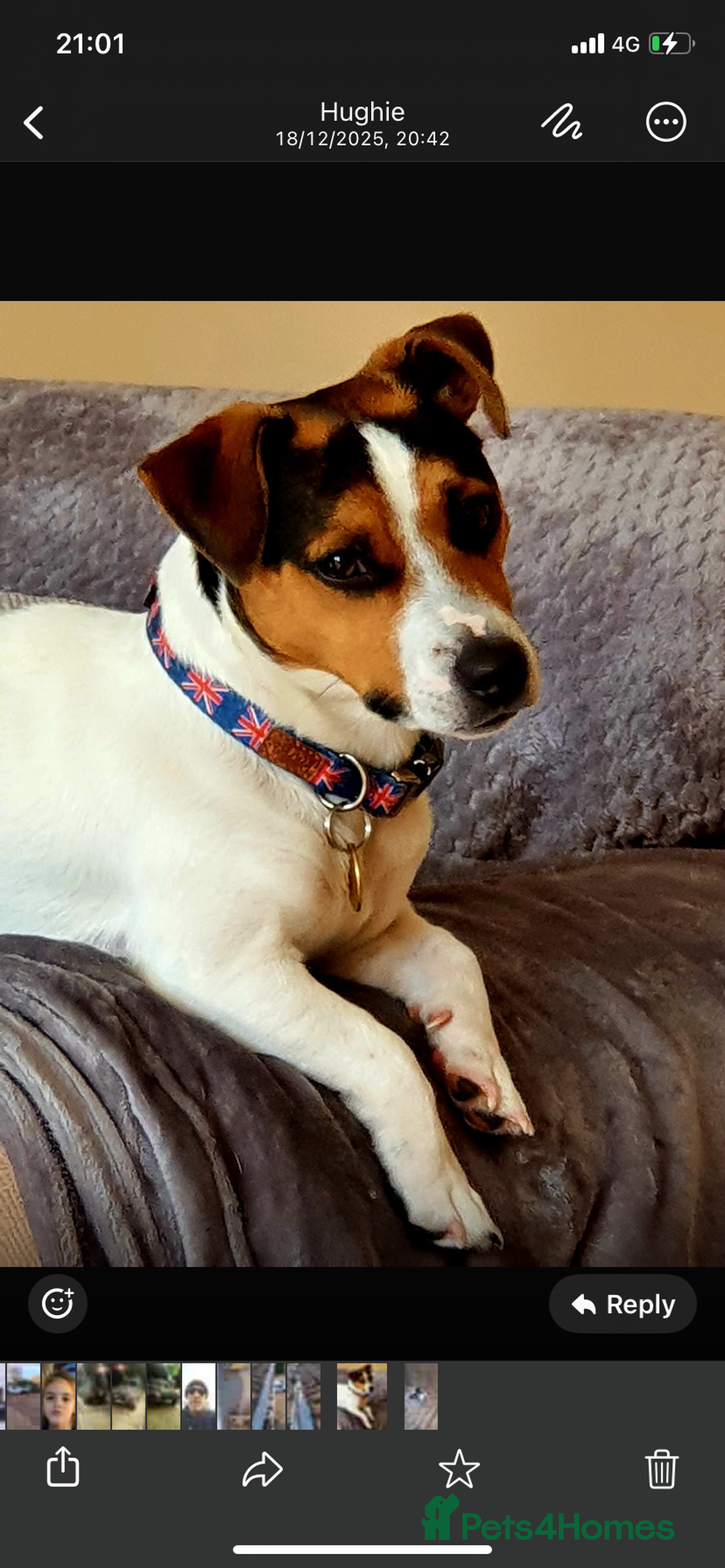 Jack Russell dogs for sale: My beautiful Jack Russell puppies available - Advert 2