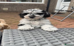 Cockapoo dogs for sale: Cockapoo puppies! - Image 3