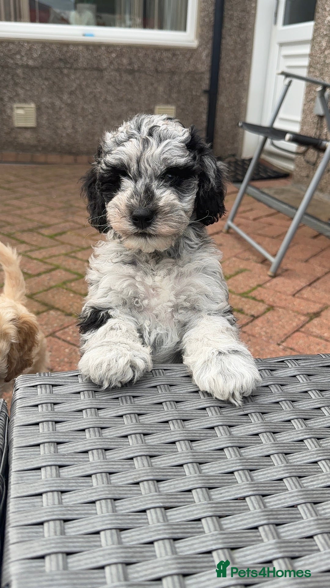 Cockapoo dogs for sale: Cockapoo puppies! - Image 3