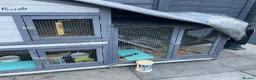Rex rabbits for sale: Loving home needed for three beautiful bunnies 🐰  - Advert 14